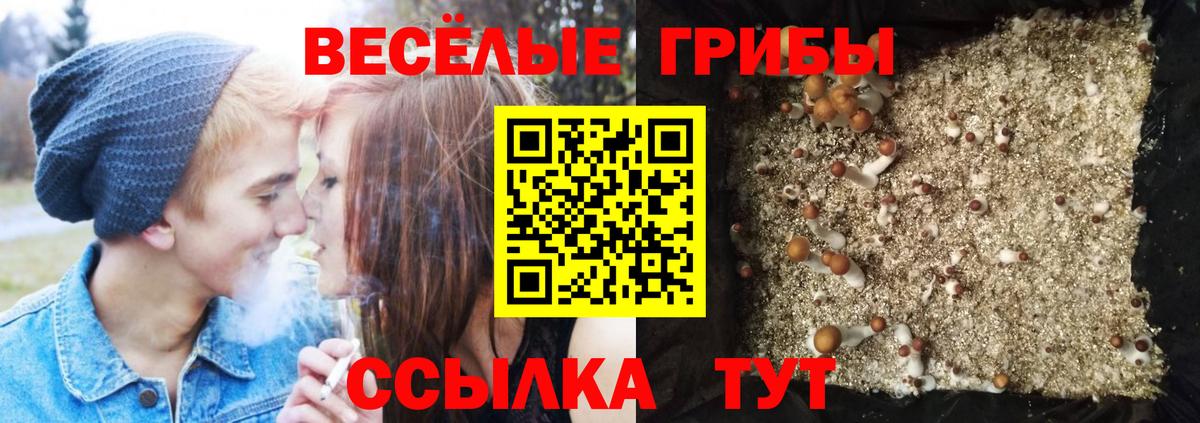 Галлюциногенные грибы Psilocybine cubensis Артём